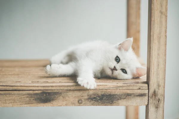 Chaton mignon couché — Photo