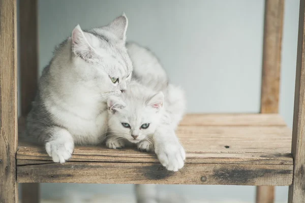 Söt kattunge lögnaktig — Stockfoto