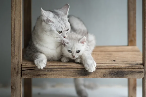 Gatinho bonito mentir — Fotografia de Stock