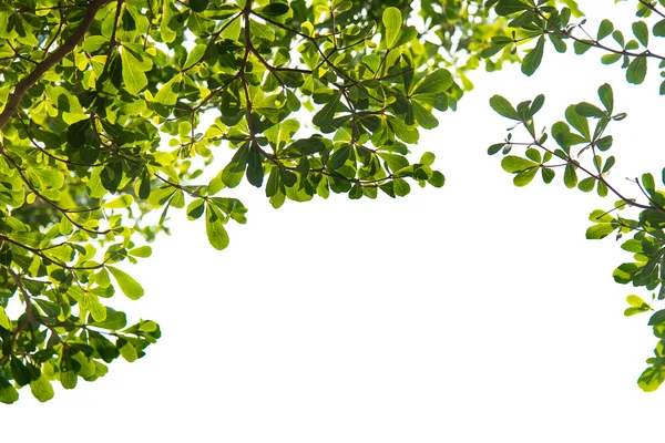 Grüne Blätter auf weißem Hintergrund — Stockfoto