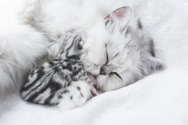 Beutiful gato persa alimentando seu gatinho — Fotografia de Stock