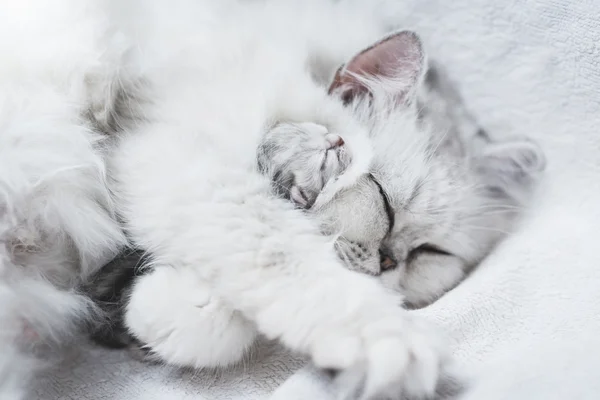 Wunderschöne Perserkatze füttert ihr Kätzchen — Stockfoto