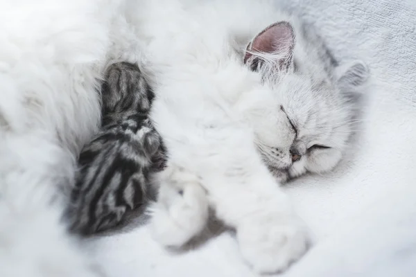 Beutiful gato persa alimentando seu gatinho — Fotografia de Stock