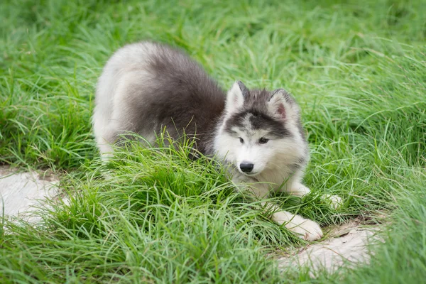 Siberian husky filhote de cachorro sentado — Fotografia de Stock