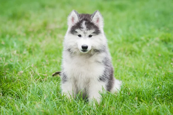 Siberian Husky siedzący szczenię — Zdjęcie stockowe