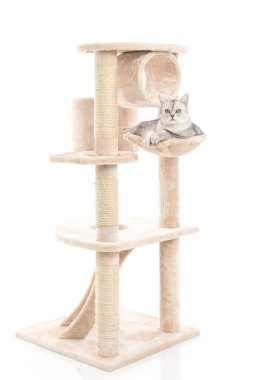 Şirin kedi kedi kule üzerinde yalan