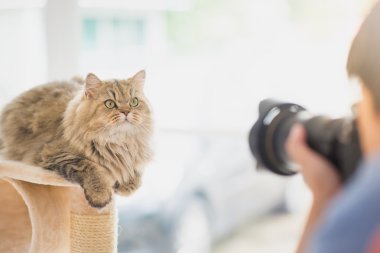 Farsça kedi bir fotoğraf çekici fotoğrafçı