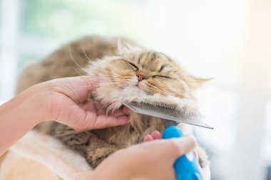 Bir tarak kullanan kadın Farsça kedi fırça