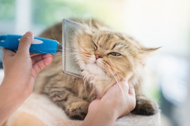 Woman using a comb brush the Persian cat clipart