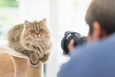 Farsça kedi bir fotoğraf çekici fotoğrafçı