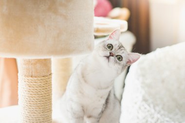 kedi kedi kule üzerinde seyir