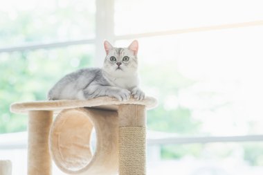 kedi kedi kule üzerinde seyir