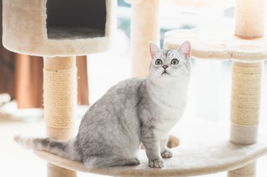 kedi kedi kule üzerinde seyir