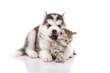 Şirin Sibirya husky köpek yavrusu sarılmış şirin yavru kedi 