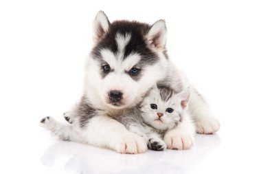 Şirin Sibirya husky köpek yavrusu sarılmış şirin yavru kedi 
