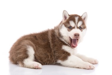 Sibirya husky köpek yavrusu yalan ve beyaz arka plan üzerinde seyir 
