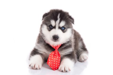oturan kravat ile İber husky köpek yavrusu 