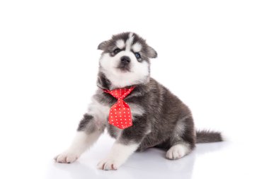 oturan kravat ile İber husky köpek yavrusu 
