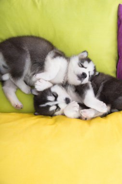 Yatakta uyuyan sevimli iki Sibirya husky yavruları