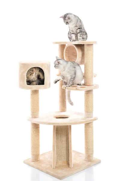 Ładny kot leżący na wieży kot — Zdjęcie stockowe