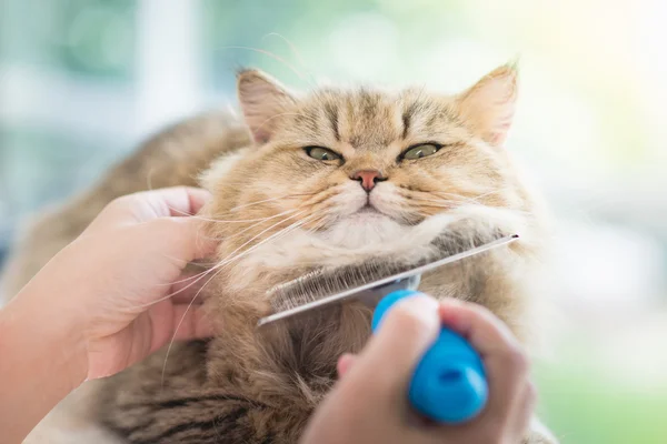 Mujer usando un cepillo de peine el gato persa — Foto de Stock