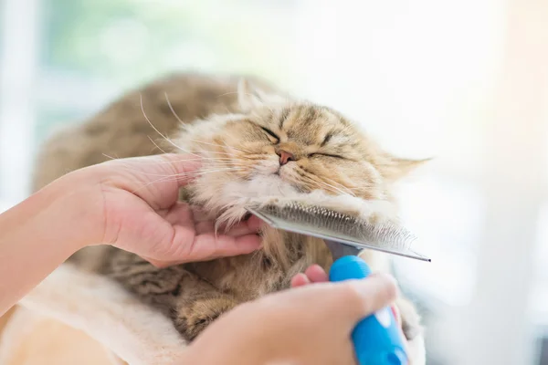 Mulher usando uma escova de pente o gato persa — Fotografia de Stock