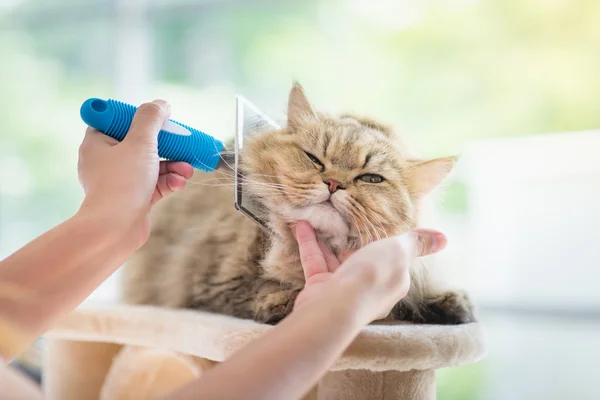 Mujer usando un cepillo de peine el gato persa — Foto de Stock