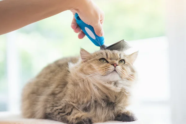 Женщина с помощью расчёски персидского кота — стоковое фото