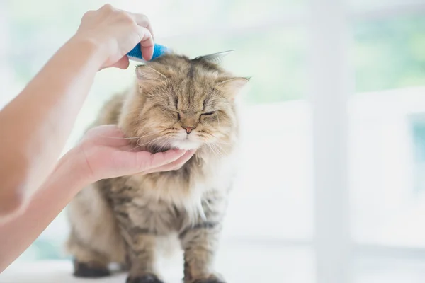 Donna che usa una spazzola di pettine il gatto persiano — Foto Stock