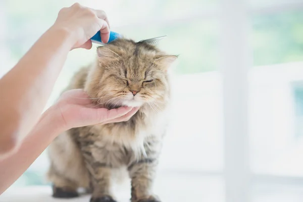 여자는 빗을 사용 하 여 브러시 페르시아 고양이 — 스톡 사진