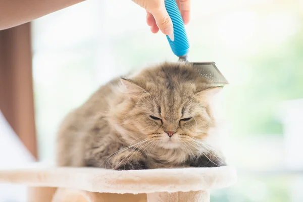 여자는 빗을 사용 하 여 브러시 페르시아 고양이 — 스톡 사진