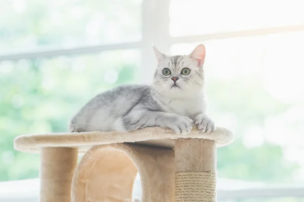 Κοιτώντας ψηλά στον πύργο γάτα γάτα — Φωτογραφία Αρχείου
