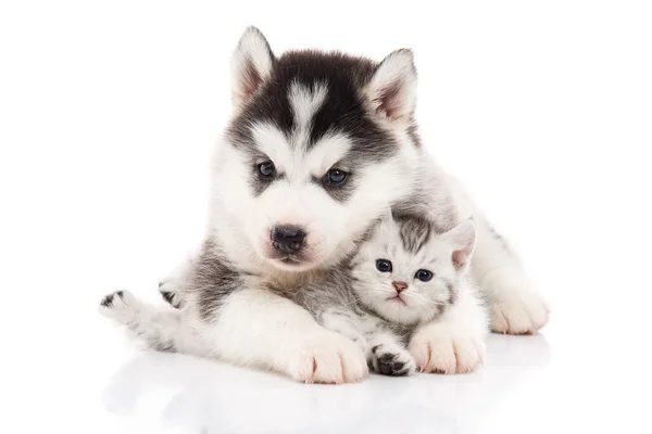 น่ารัก ไซบีเรีย husky ลูกสุนัขกอดลูกแมวน่ารัก — ภาพถ่ายสต็อก