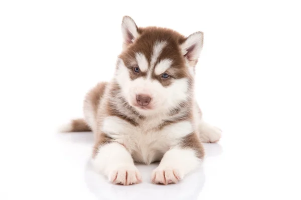 Siberische husky puppy liegen en op zoek op witte achtergrond — Stockfoto