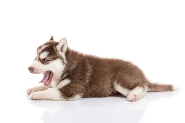 Cachorro husky siberiano acostado y mirando sobre fondo blanco —  Fotos de Stock