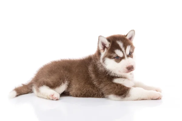 Siberiano husky cucciolo sdraiato e guardando su sfondo bianco — Foto Stock