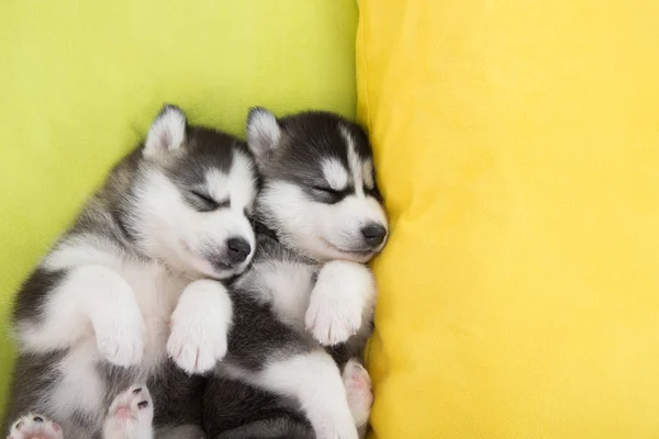 Yatakta uyuyan sevimli iki Sibirya husky yavruları