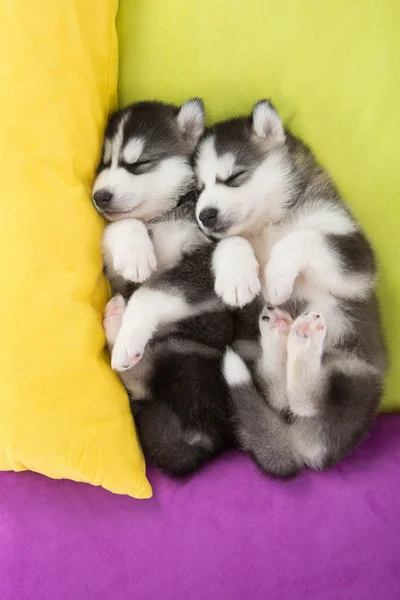Lindo dos cachorros husky siberianos durmiendo en la cama —  Fotos de Stock