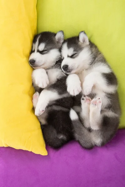 Yatakta uyuyan sevimli iki Sibirya husky yavruları