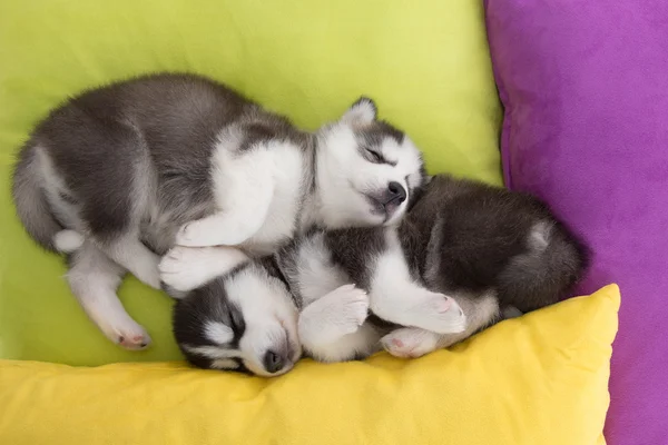 Bonito Dois filhotes siberianos husky dormindo na cama — Fotografia de Stock