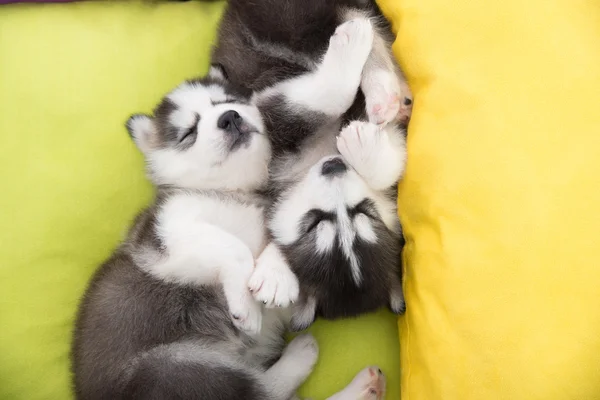 Bonito Dois filhotes siberianos husky dormindo na cama — Fotografia de Stock