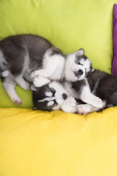 Lucu Dua anjing serak siberian tidur di tempat tidur — Stok Foto
