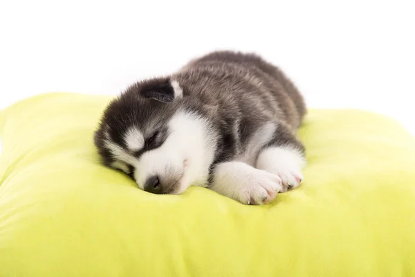 Bonito cachorro descascado siberiano dormindo — Fotografia de Stock