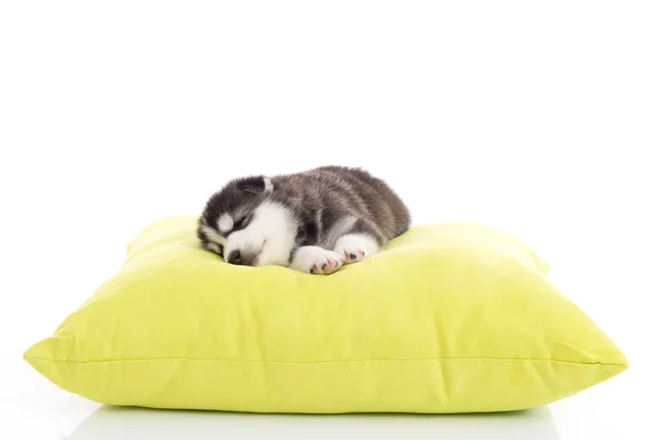 Cute siberian husky puppy sleeping — Stock Photo, Image