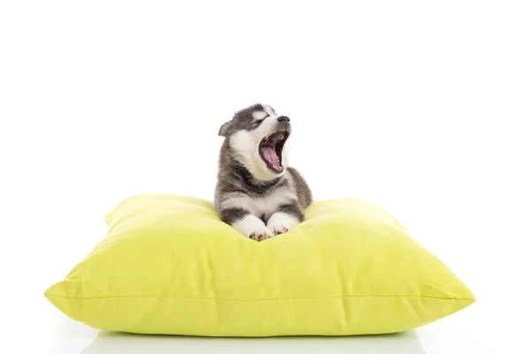 Cute siberian husky puppy yawning — Stock Photo, Image