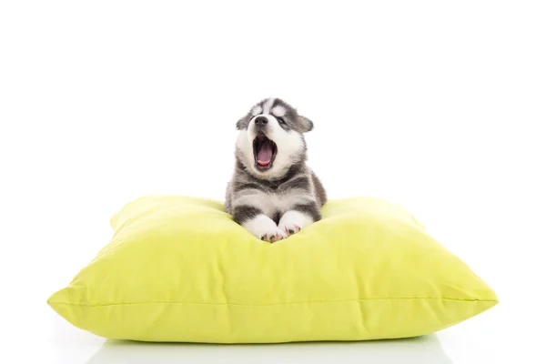 Cute siberian husky puppy yawning — Stock Photo, Image