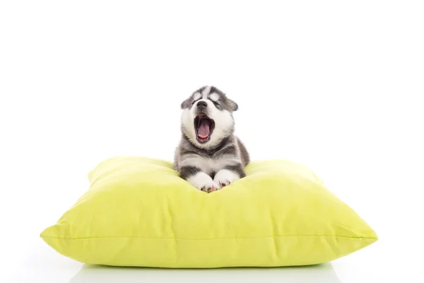 Cute siberian husky puppy yawning — Stock Photo, Image