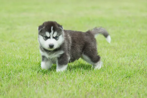 Sibirya husky yavrusu yeşil çimenlerin üzerinde — Stok fotoğraf