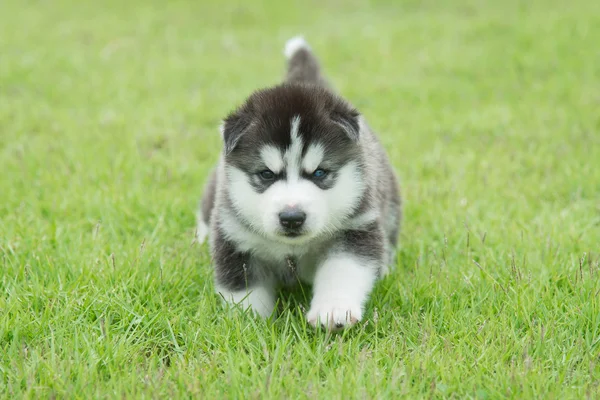 Szibériai husky kiskutya, a zöld fű — Stock Fotó