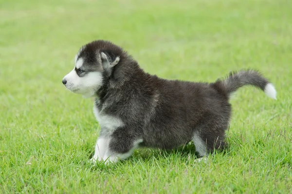 緑の草のシベリアン ハスキー子犬 — ストック写真